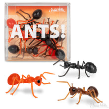 Load image into Gallery viewer, Ants!