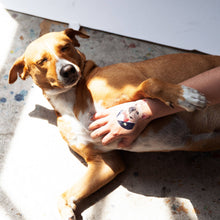 Load image into Gallery viewer, French Bulldog Tattoo Pair