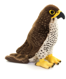 Living Nature Peregrine Falcon
