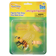Load image into Gallery viewer, Bee Life Cycle Stages