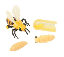 Load image into Gallery viewer, Bee Life Cycle Stages